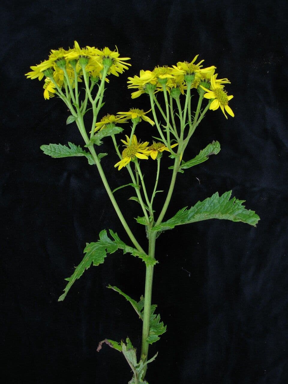 Senecio 8