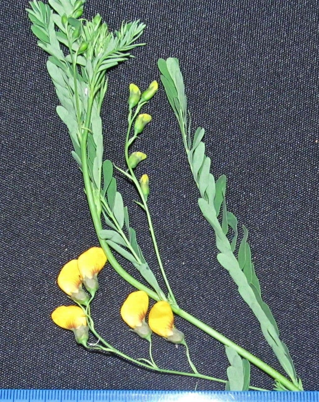 Sesbania herbacea 21