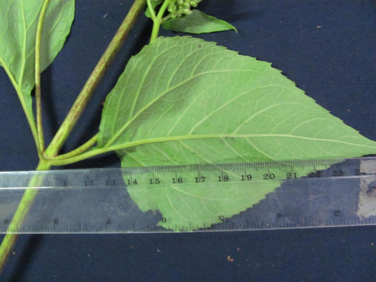 Hebeclinium 17
