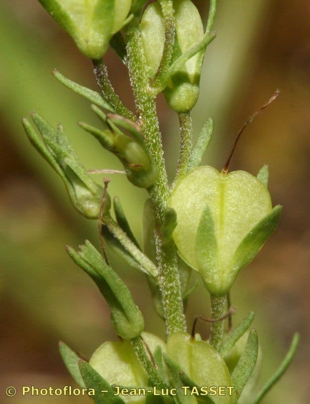 Veronica orsiniana