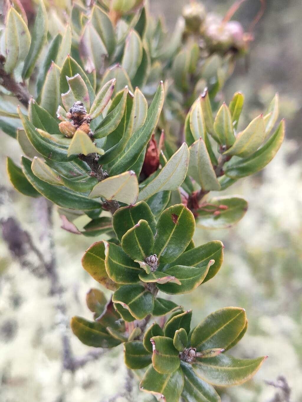 Bejaria 7