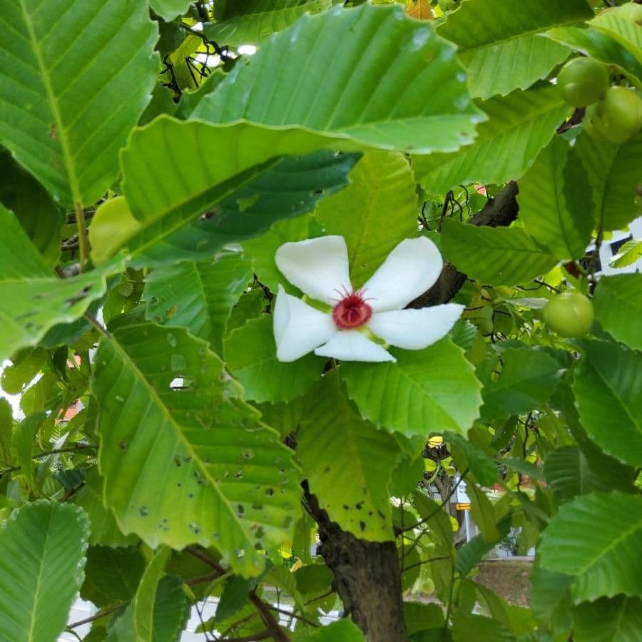 Dillenia 6