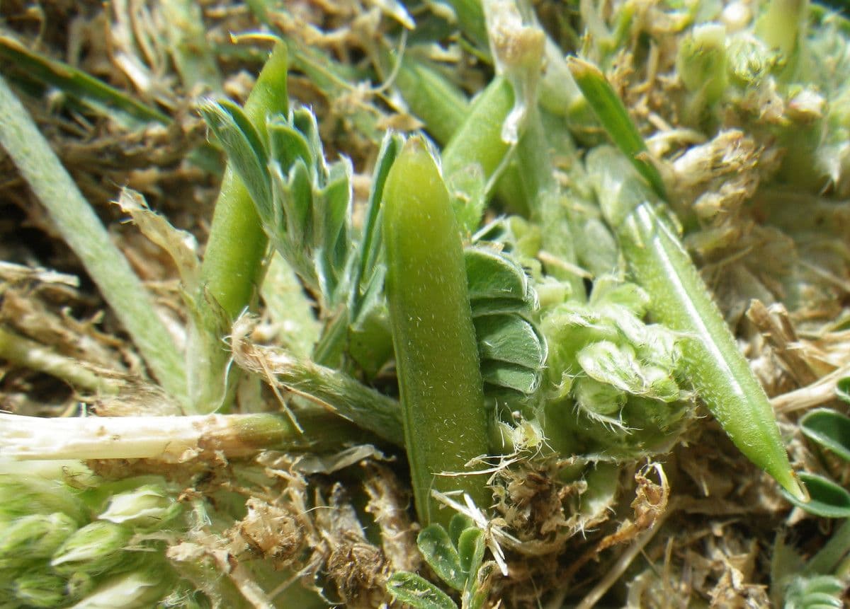 Astragalus depressus 3