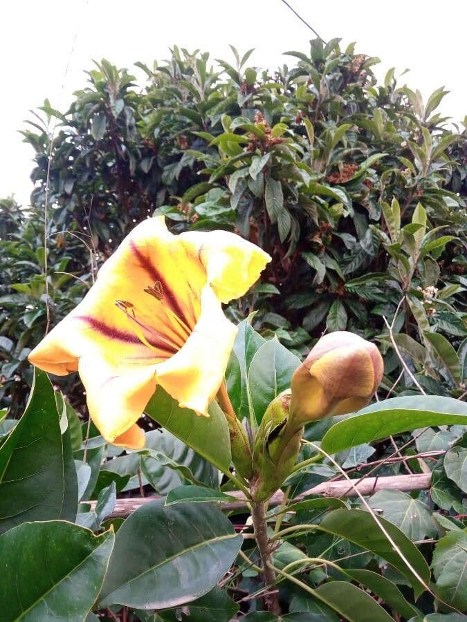 Kelchblume 10