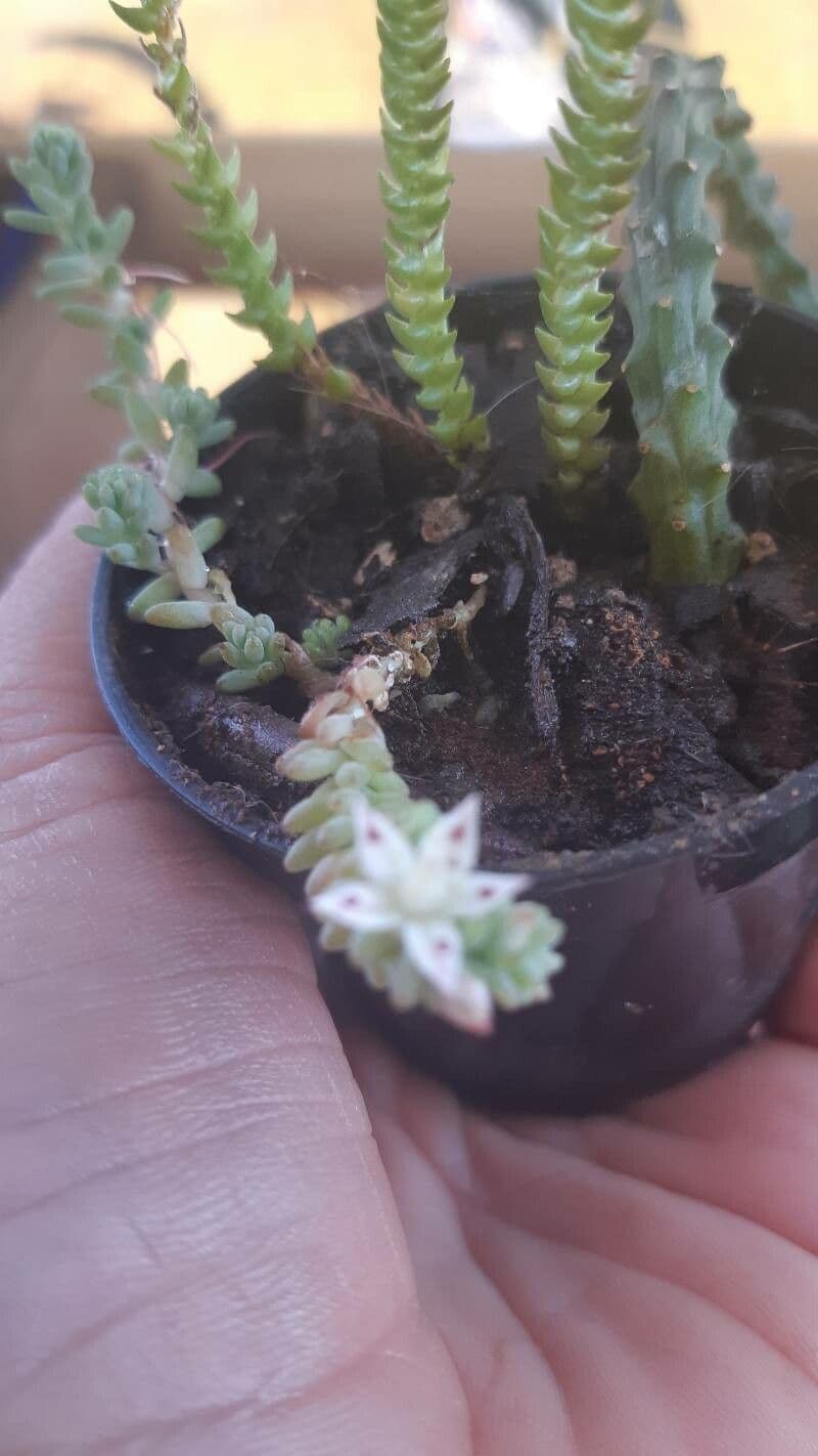 Sedum 15
