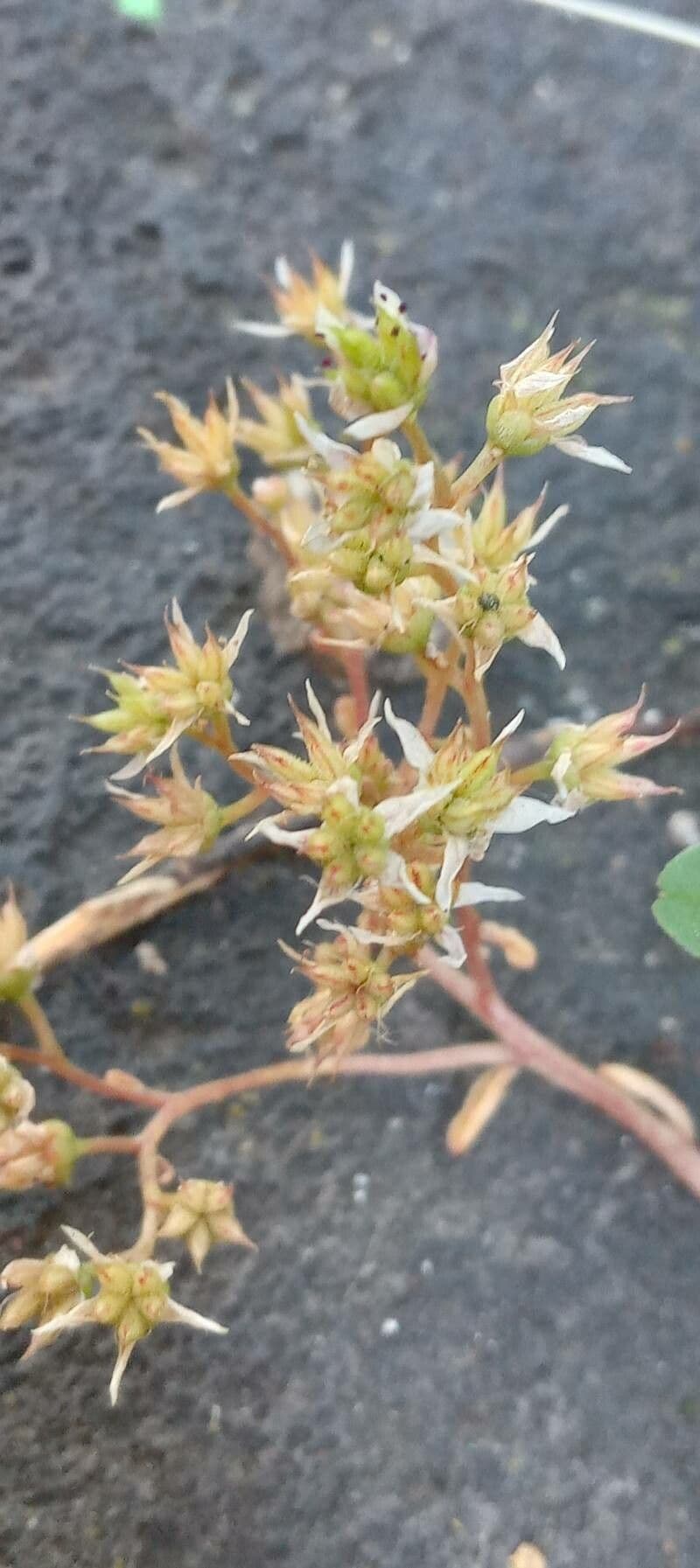 Borracina bianca