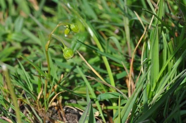Montia lineare 5