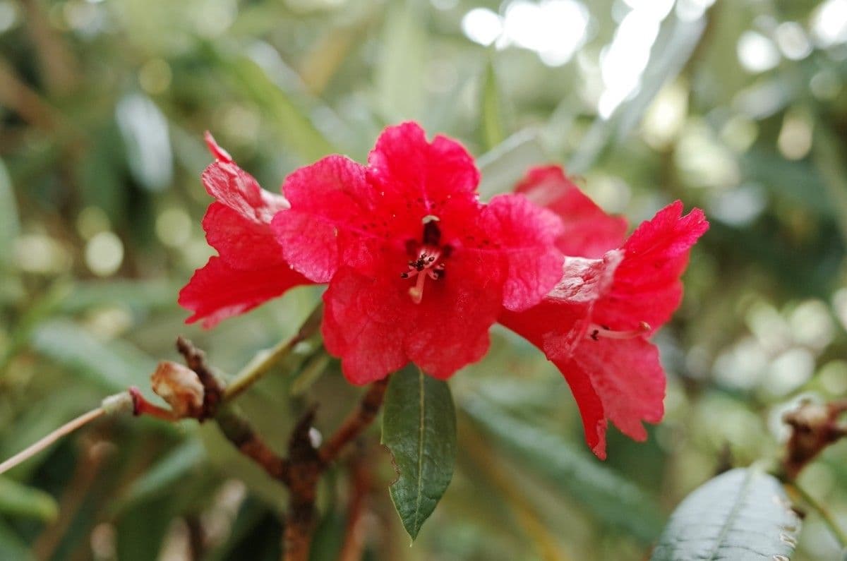 Rododendron stromovit
 7