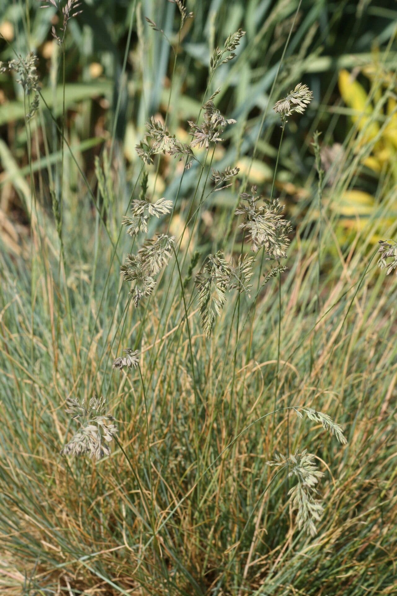 Festuca