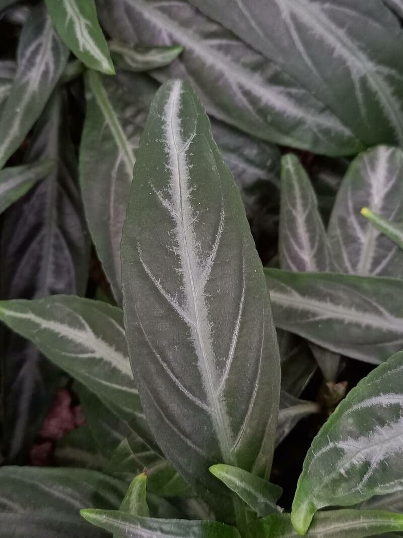 Pianta gamberetto viola 13
