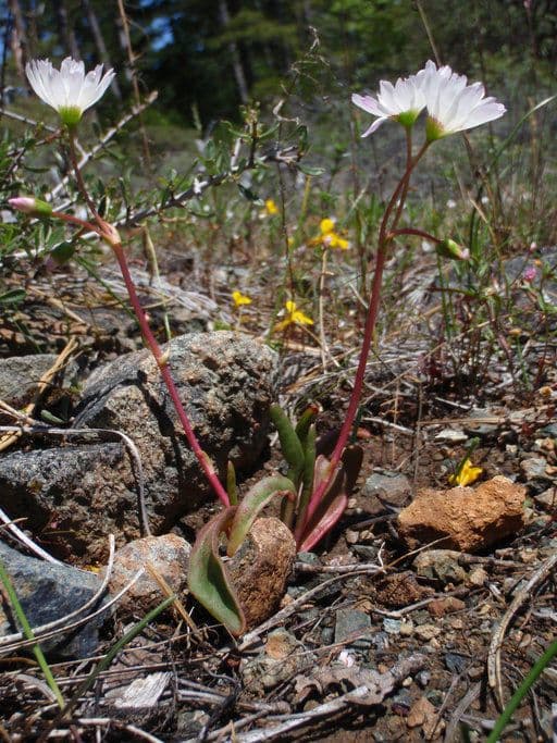 Gegenblatt-Lewisia 9