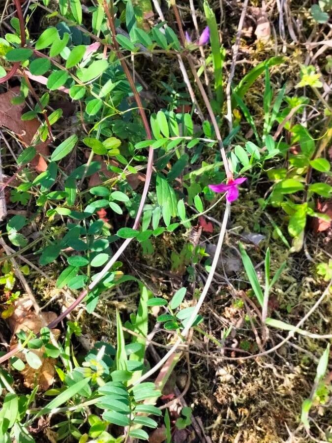 Vesce à une fleur 7