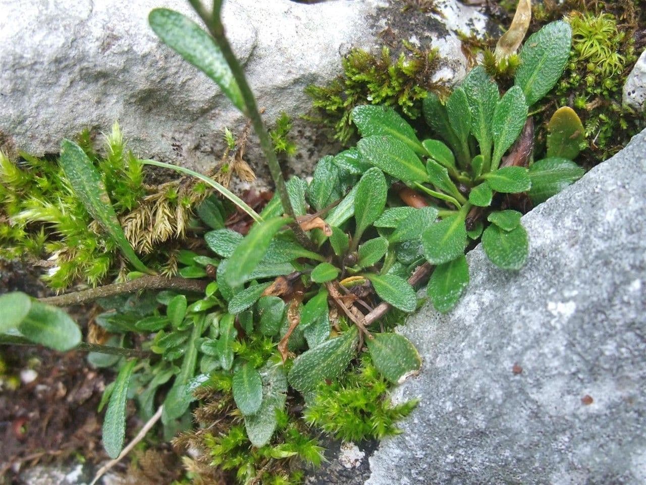 Coclearia sassifraga 18