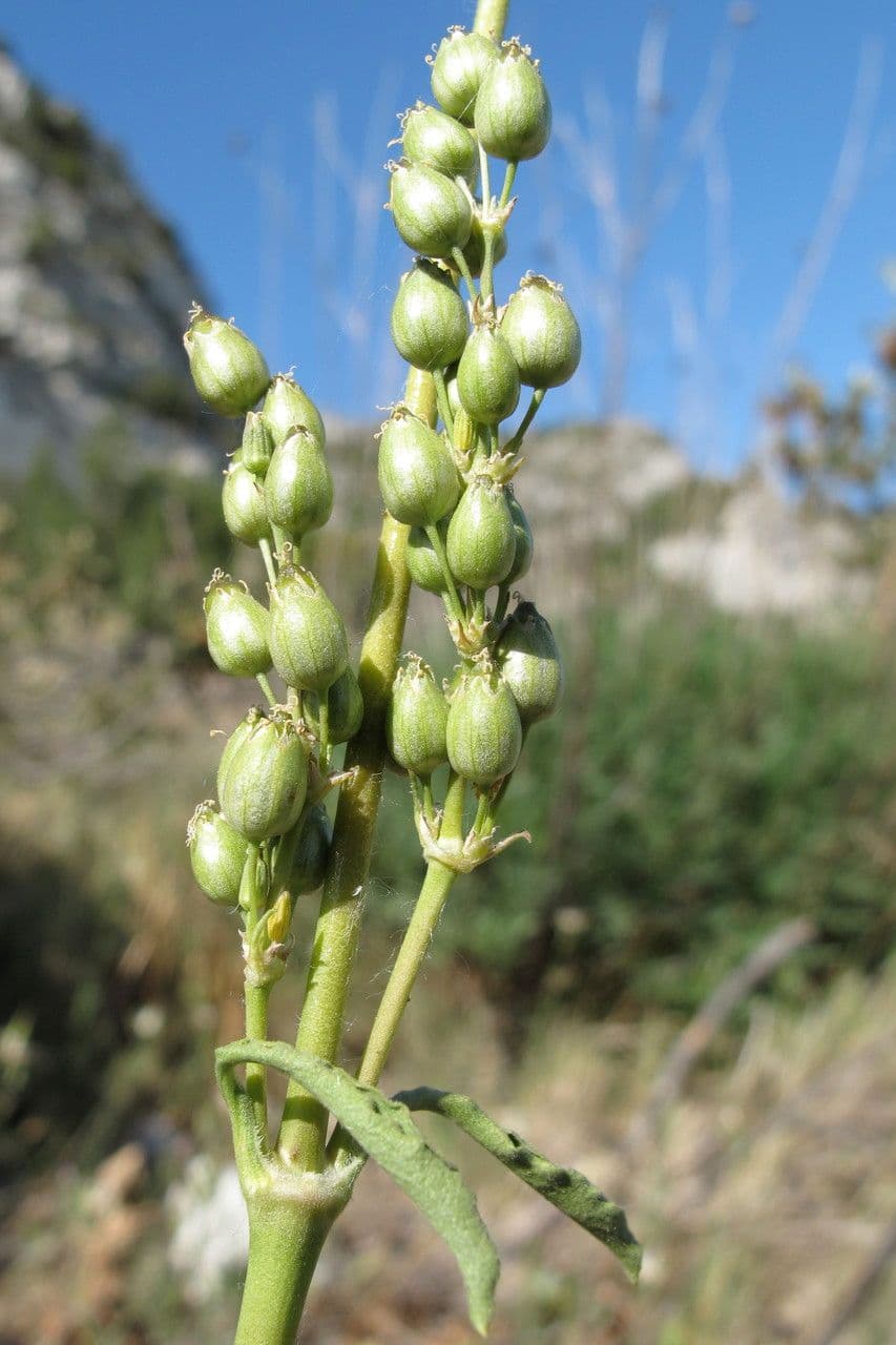 Silene otite 27