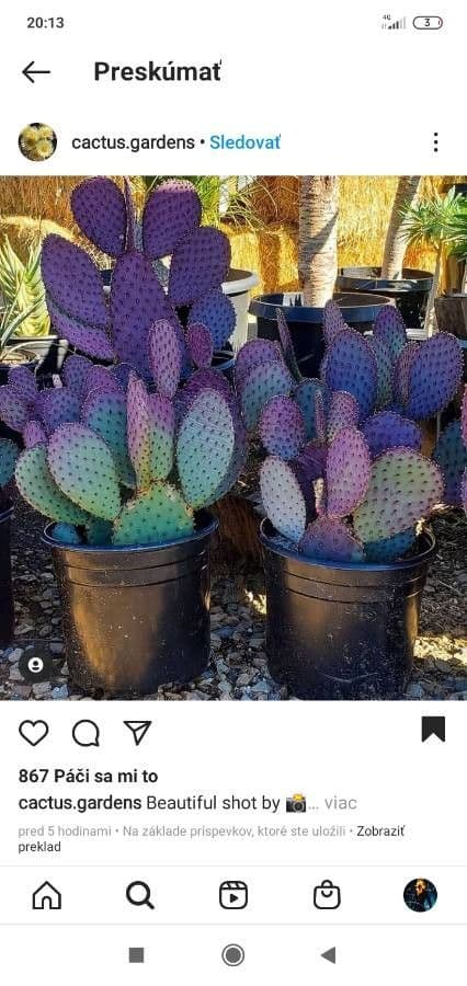 Opuntia macrocentra 16
