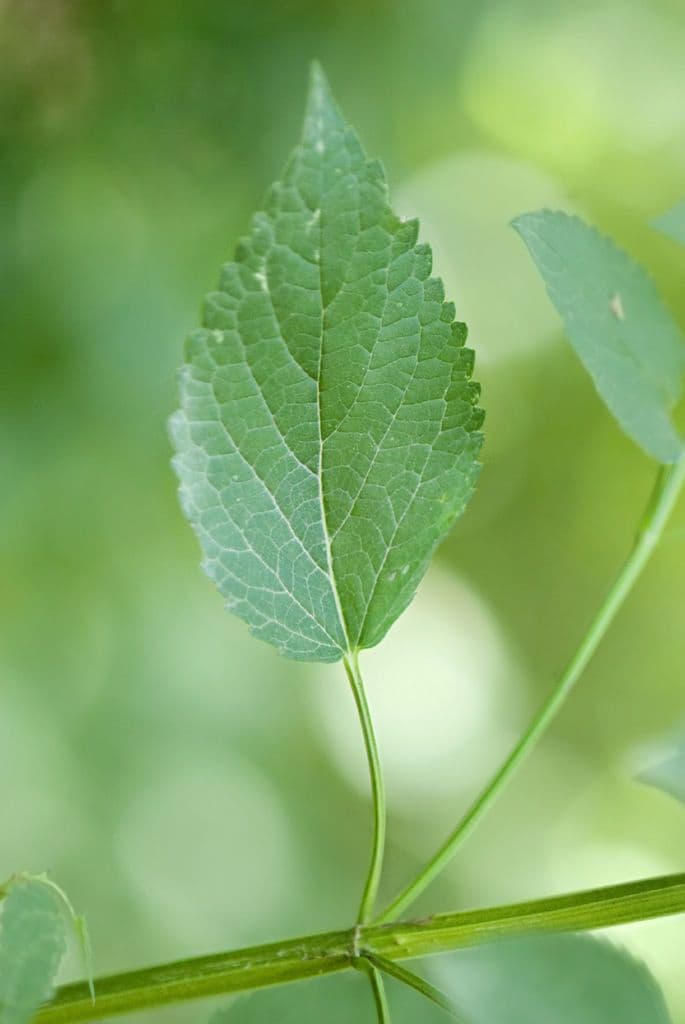 Agastache nepentoide 12