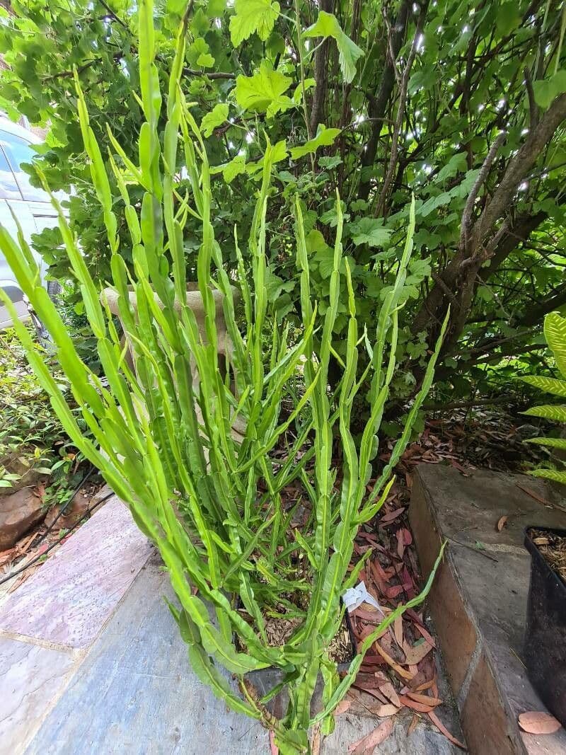 Baccharis trimera 11