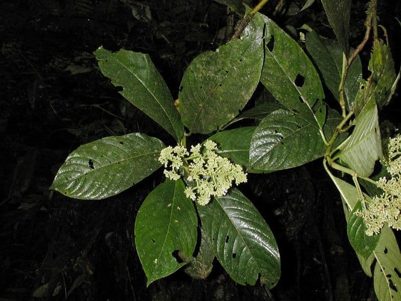 Palicourea 20