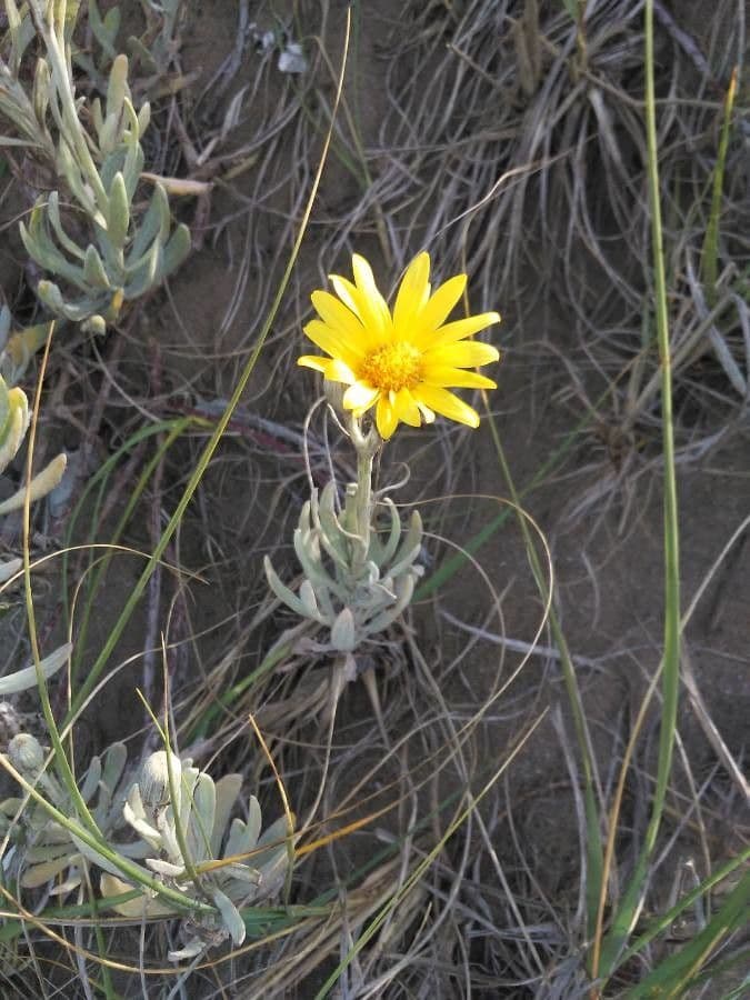 Senecio crassiflorus