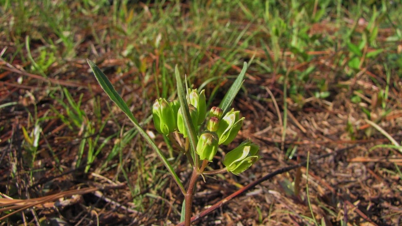 Asclepias 3