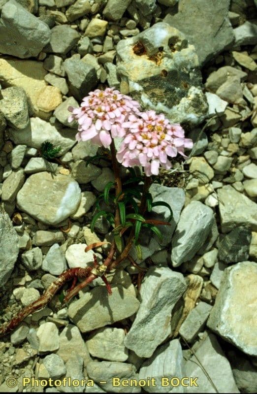 Iberis di Auronsa 12