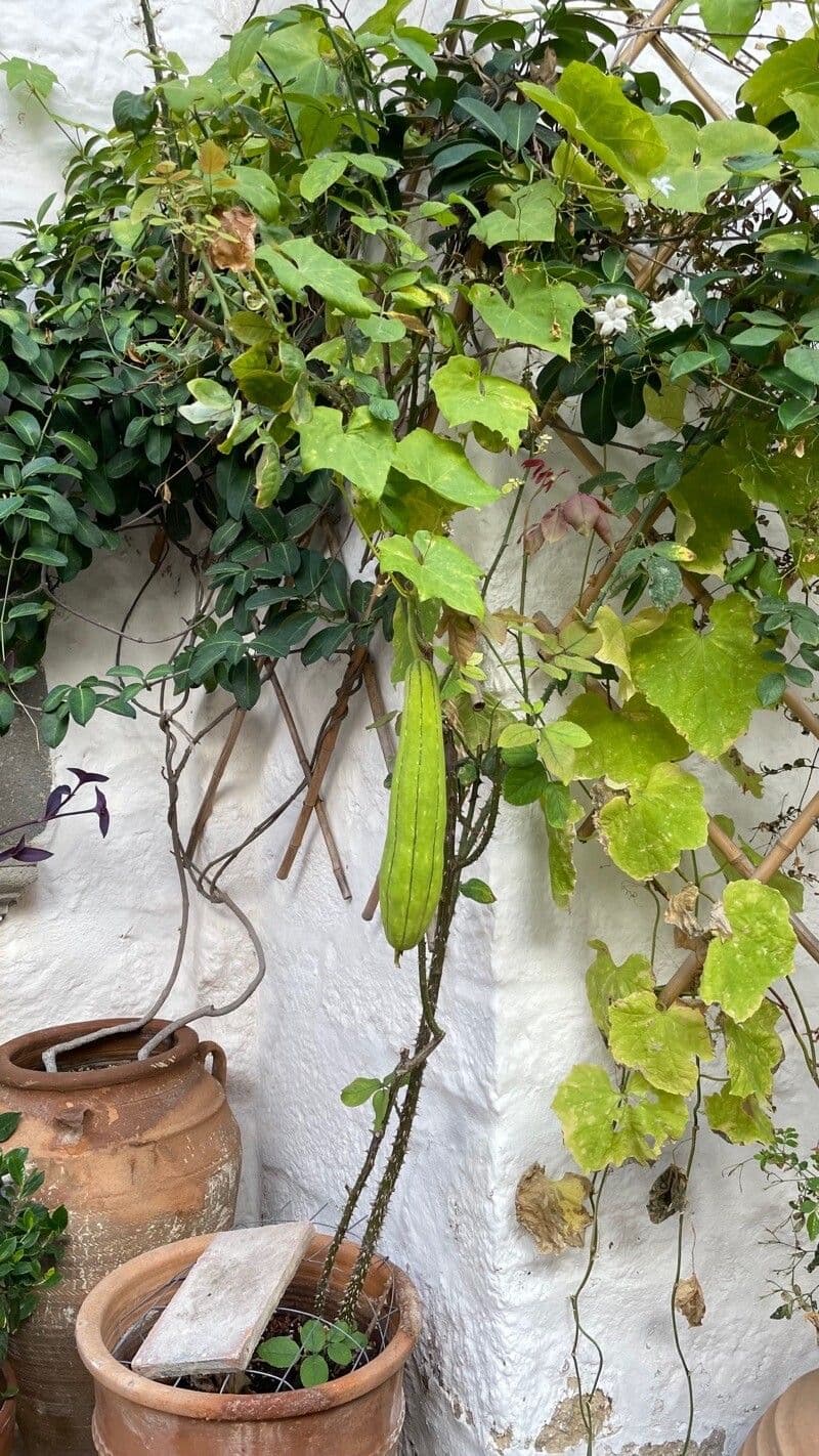 Luffa