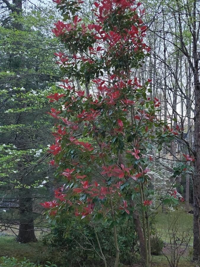 Photinia 8