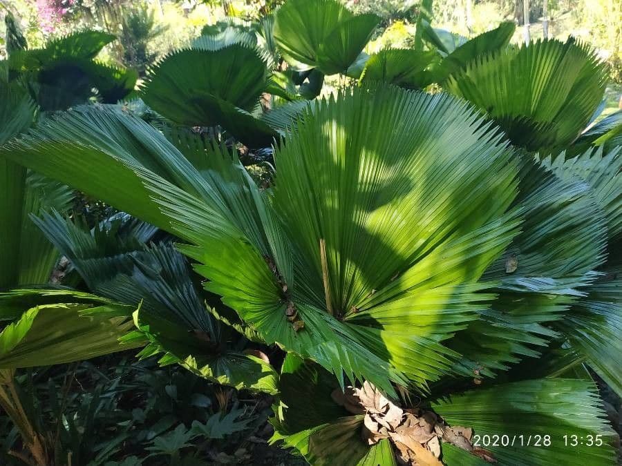 Palma a ventaglio di Vanuatu 7