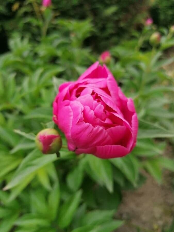Peonia 6