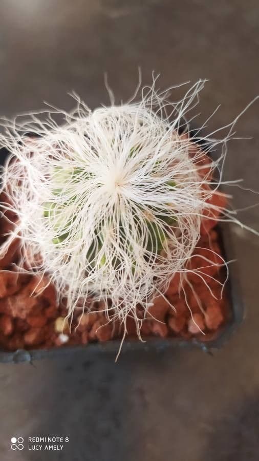 Cactus vecchio 4