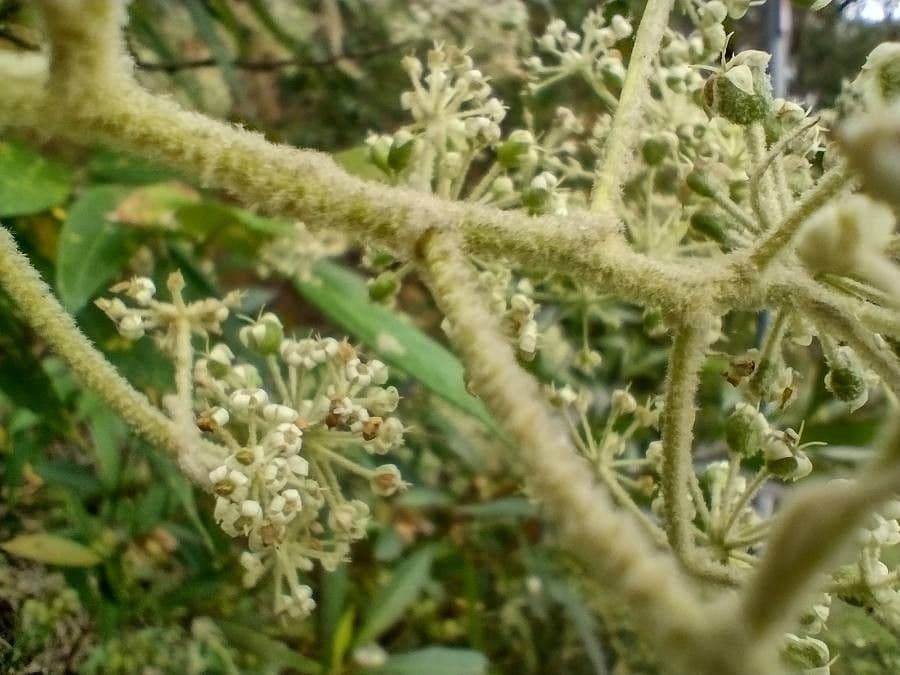 Astrotricha floccosa 4