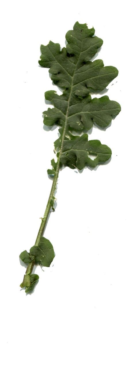 Erucastrum gallico 24