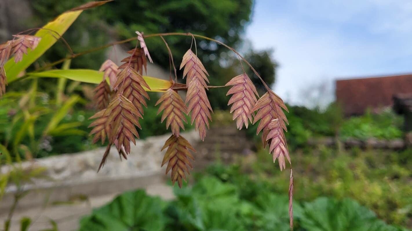 Chasmanthium latifolium 9