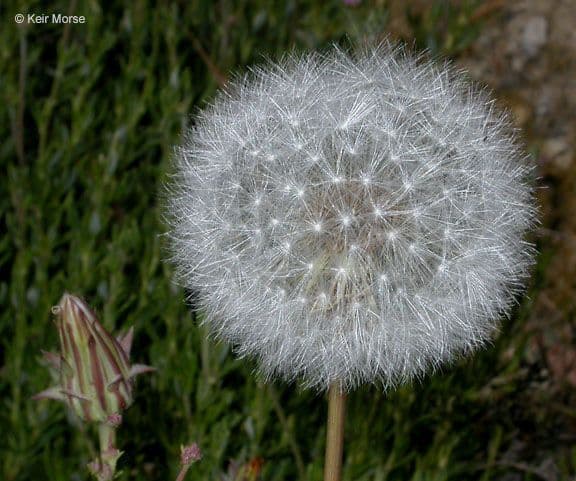 Agoseris 2