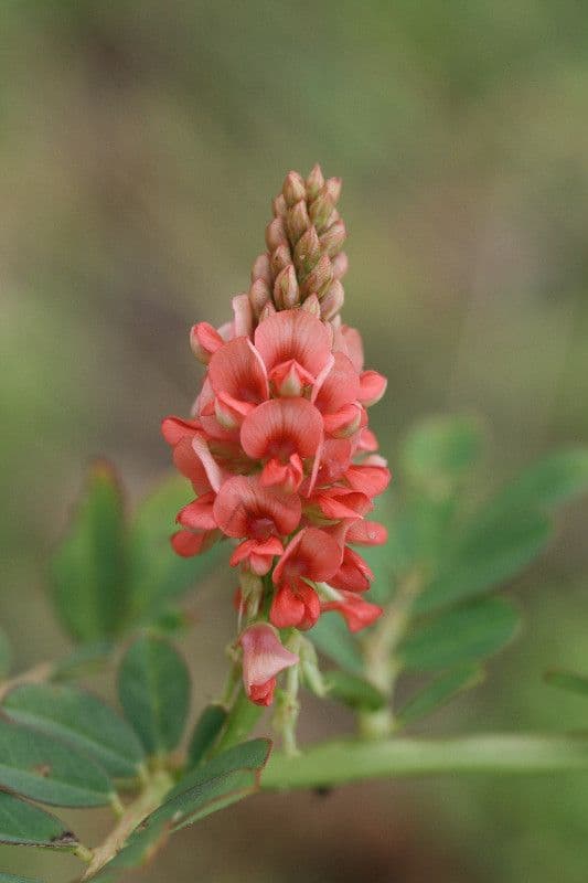 Indigofera 10