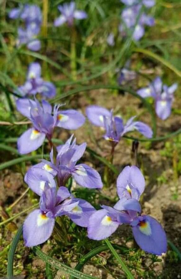 Moraea