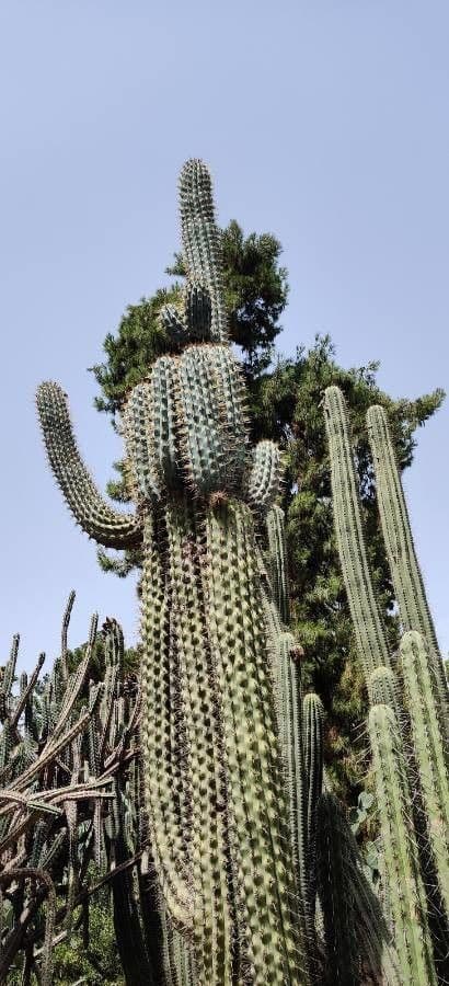 Browningia 8