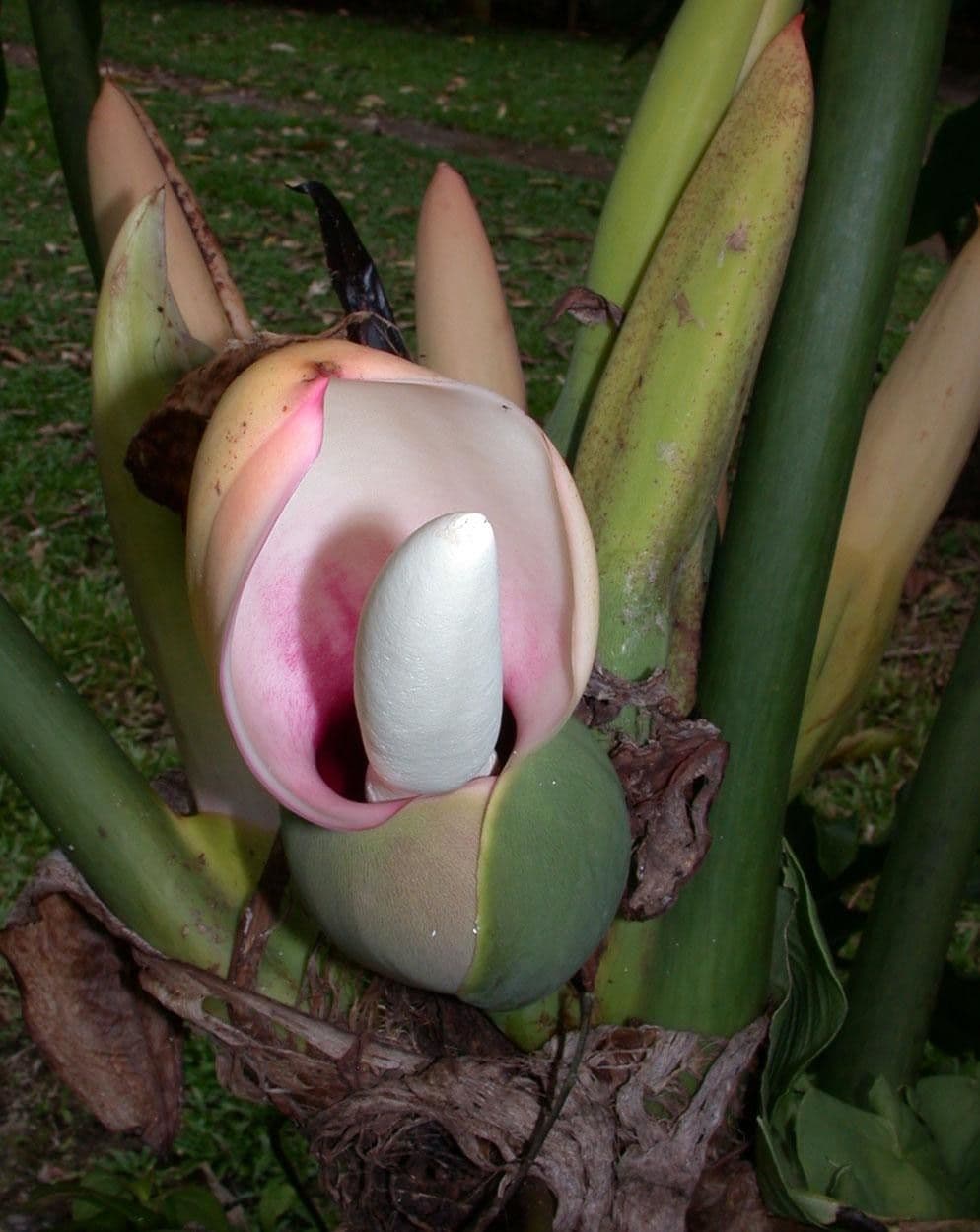 Philodendron 2