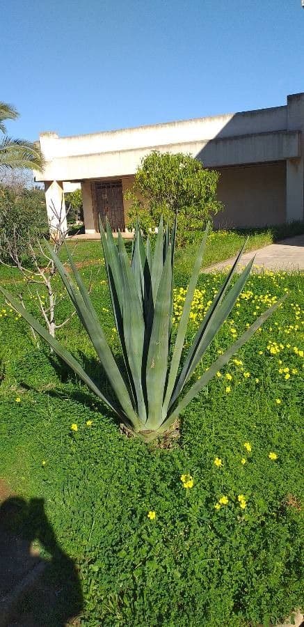 Sisal 17