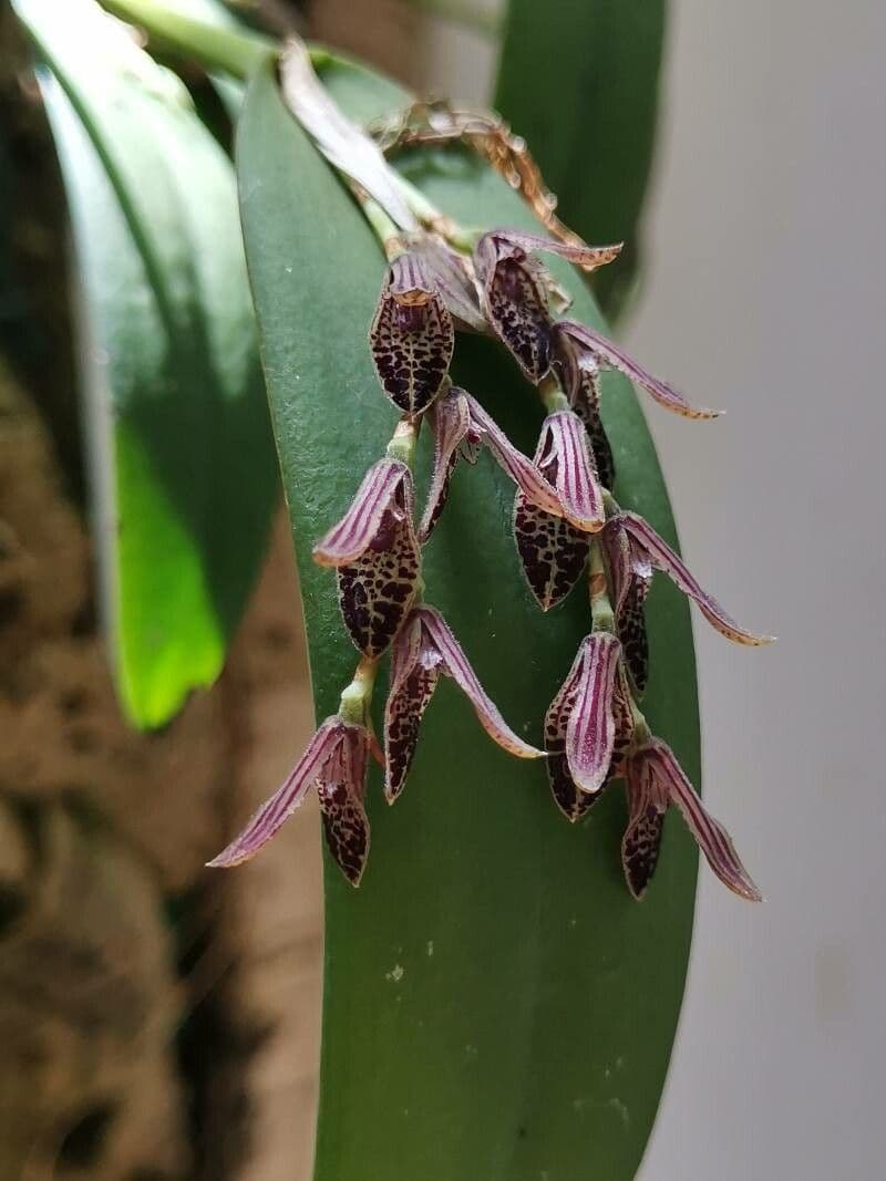 Acianthera 5