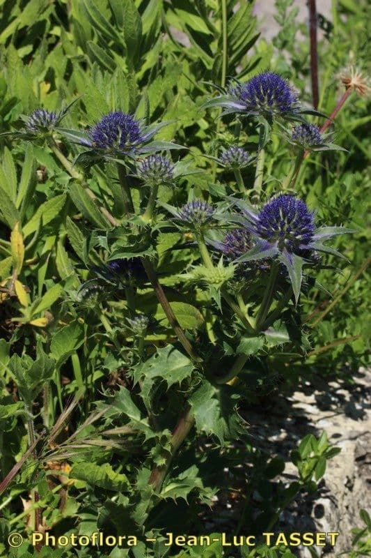 Panicaut 5
