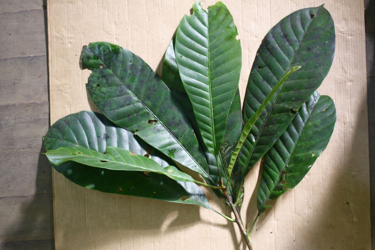 Pouteria 5