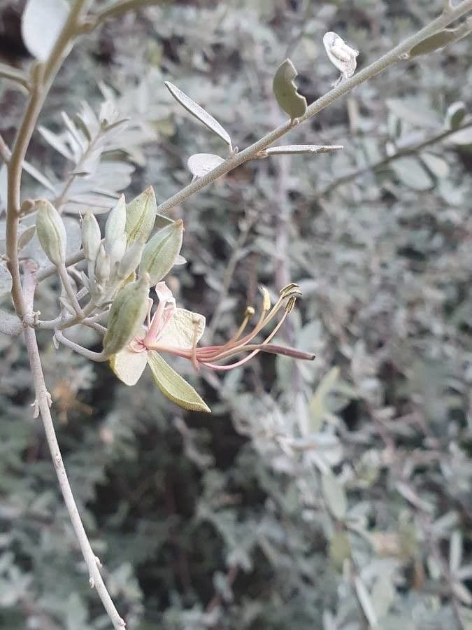 Cadaba farinosa 6