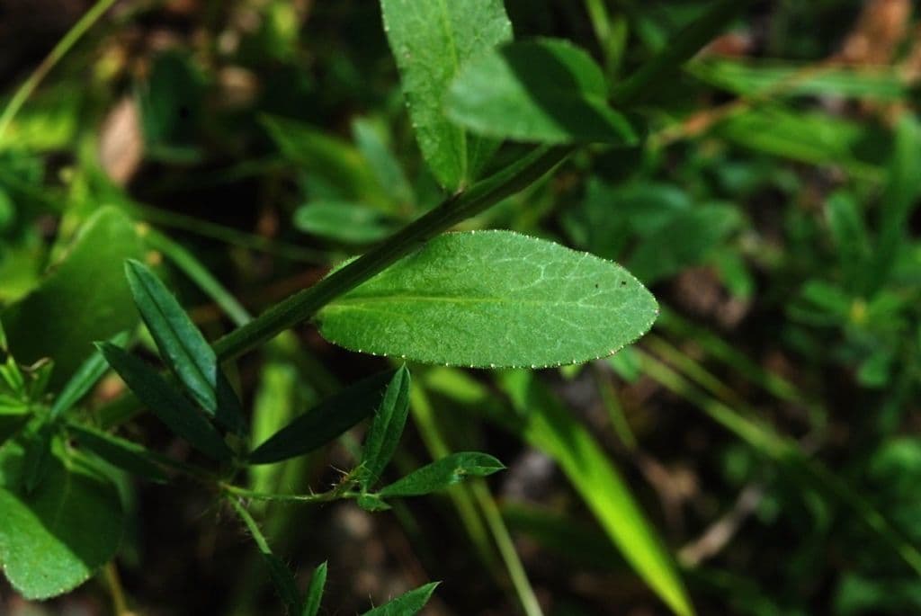 Lobelia spicata 13