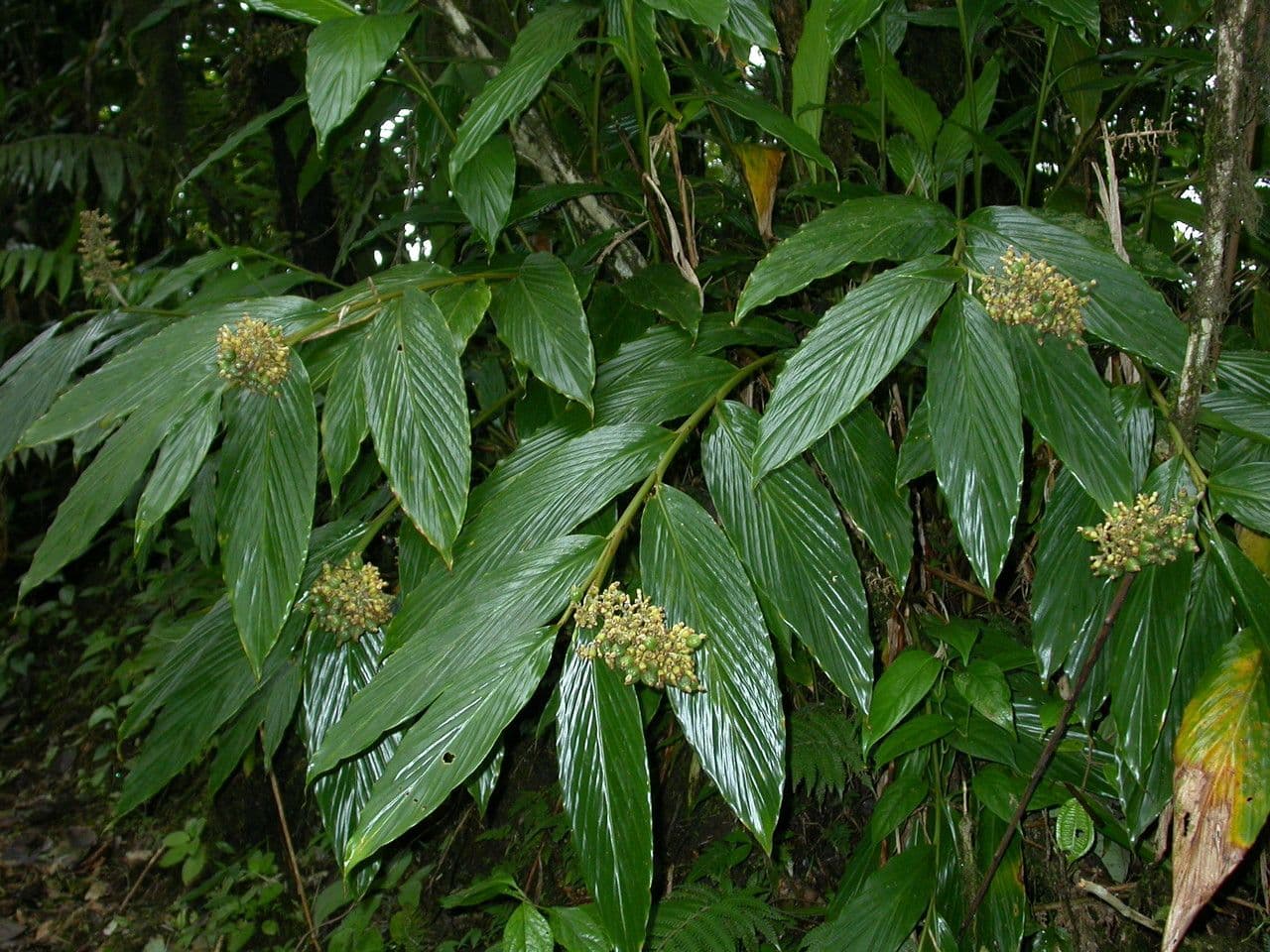 Renealmia 3