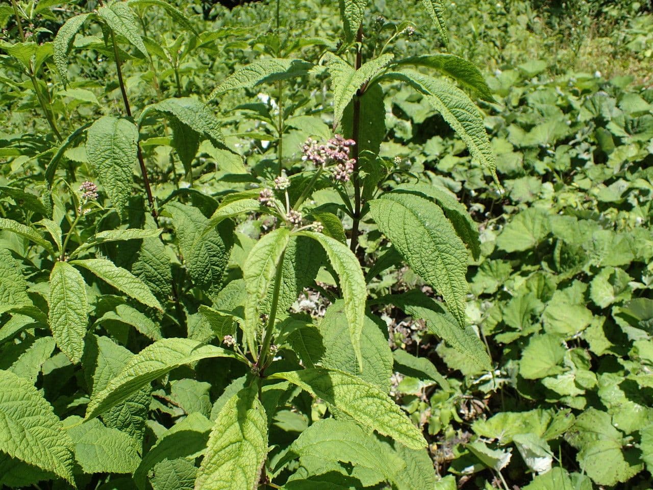 Milosrdník 6
