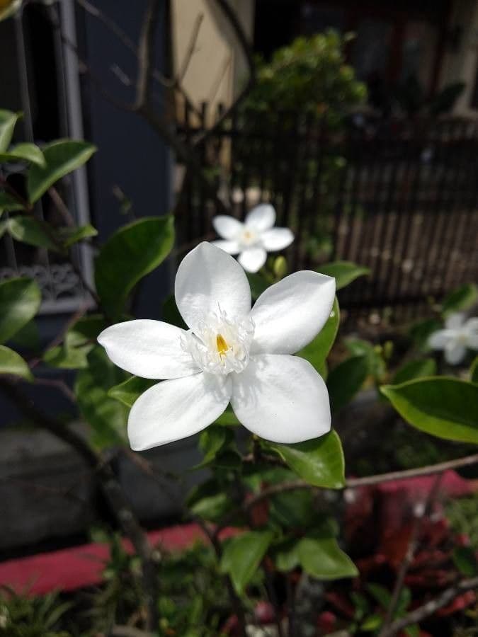 Wrightia 5