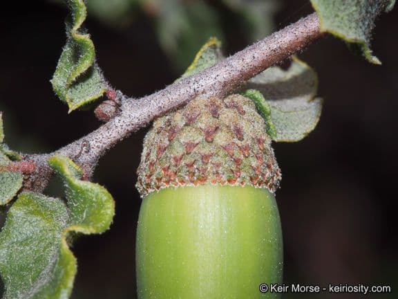 Quercia 2