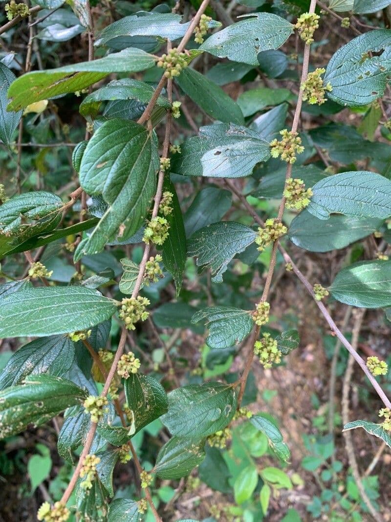 Jujuba 8
