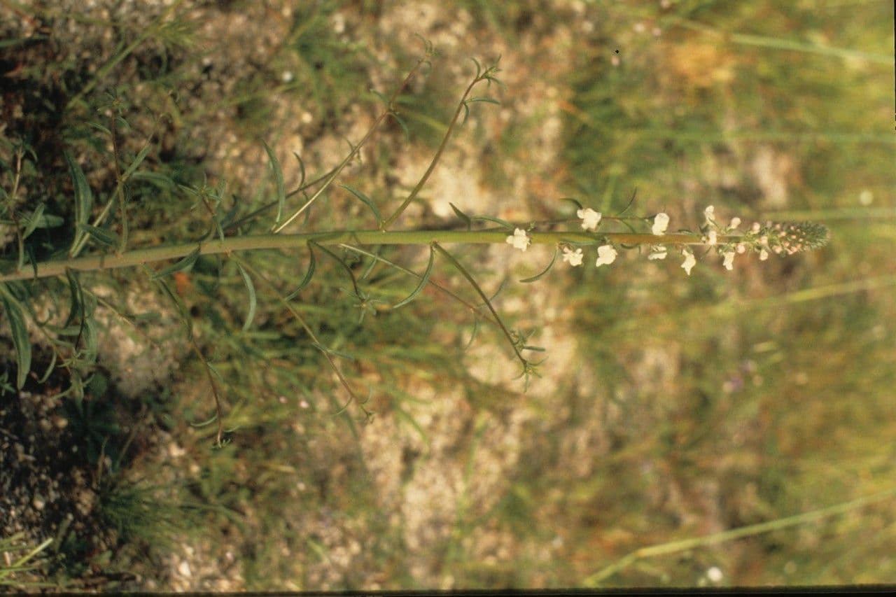 Sairocarpus 4